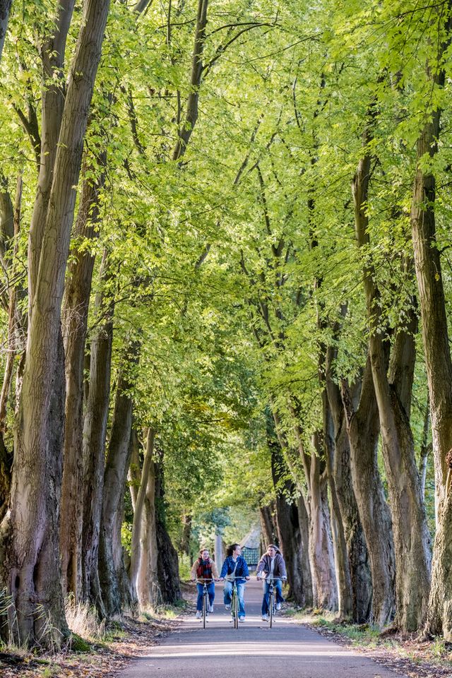 Meiden fietsen door bomenlaan 's-Hertogenbosch