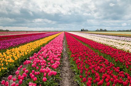 Kleurrijk tulpenveld in De Beemster