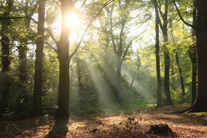 De zon schijnt door de bomen heen in het Rijsterbos in Gaasterland.