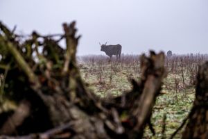 Wisent in de Maashorst
