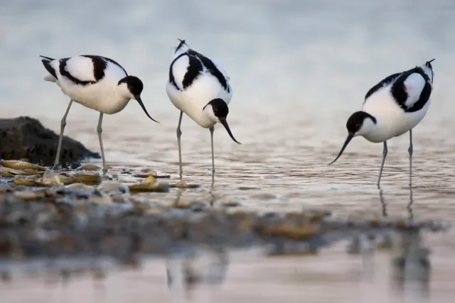 Wad- en weidevogels-excursie Hegewiersterfjild