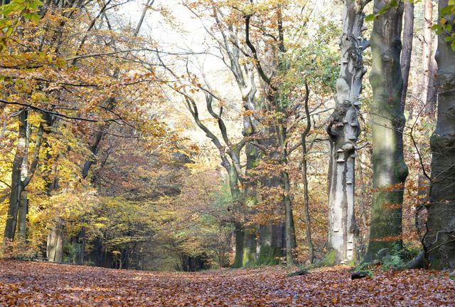 Bos bij Hilversum in herfstkleuren