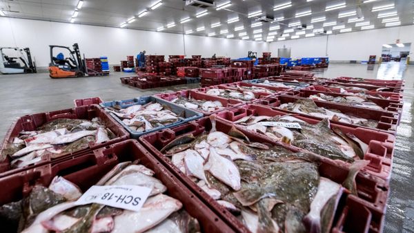 United Fish Auctions Stellendam