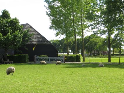 Zicht op een donkere Vlaamse schuur met pannendak in een boomrijke groene omgeving met schapen in het weiland op de voorgrond.