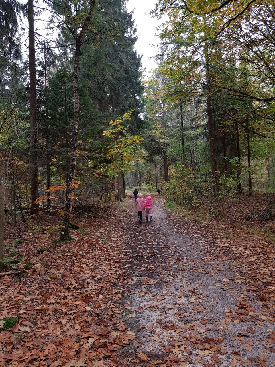 Kinderen wandelen over het bosbeestenpad in Oudemirdum.