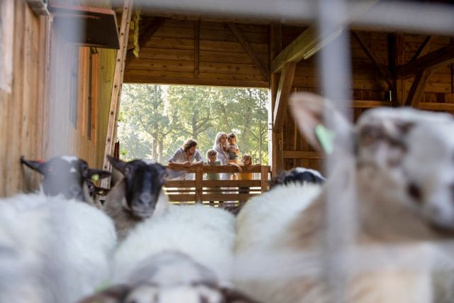 Eine Familie mit drei Kindern steht am Zaun des Schafstalls und schaut den Schafen zu.