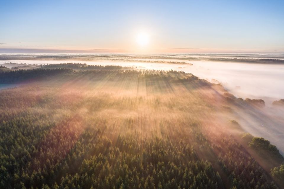 Der Wald in Drenthe aus der Luft betrachtet. Der Nebel weicht langsam der Sonne.