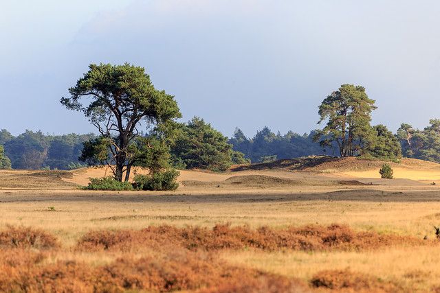 Nationaal Park Hoge Veluwe - Natuur - Landschap