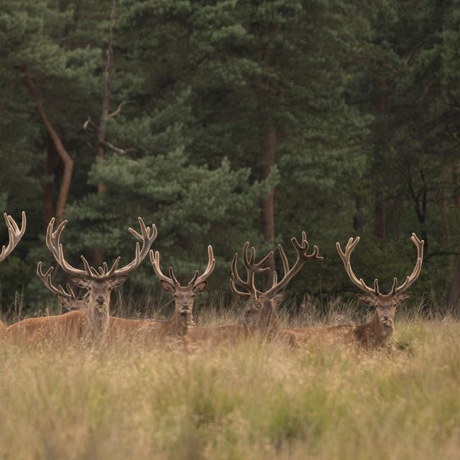 Roodwild ©Nunspeet uit de Kunst