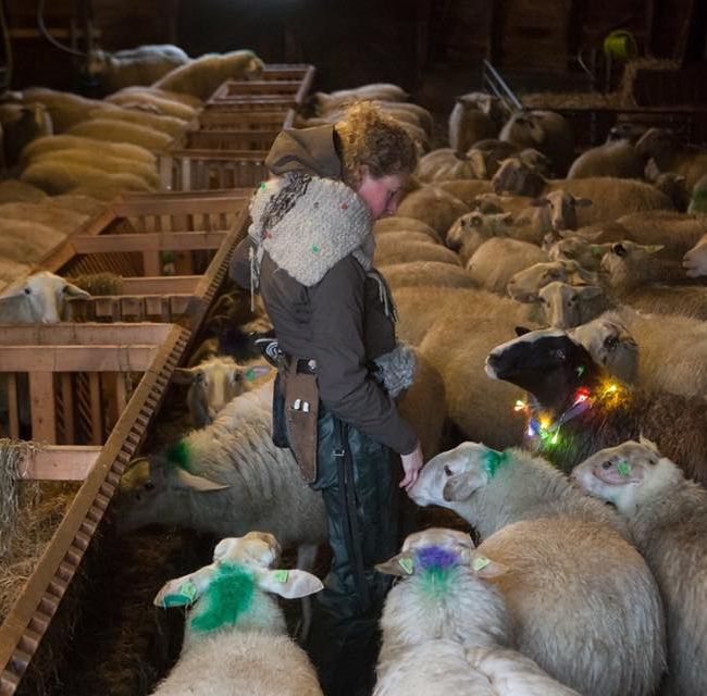 schaap met lichtjes