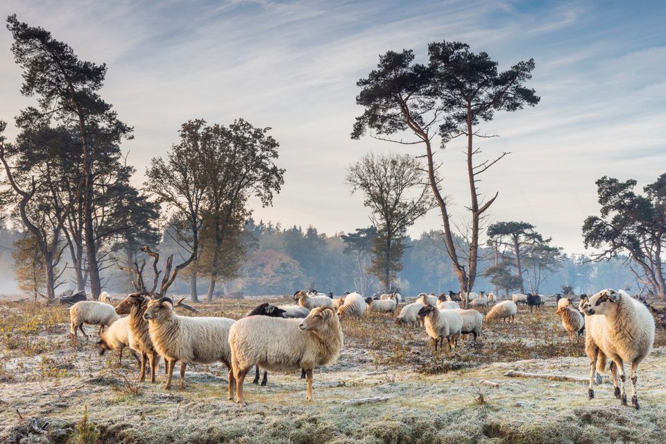 Een kudde schapen loopt in de winter over een veld met wat bomen.