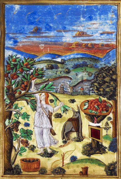 Een herderin plukt appelen, manuscript met hiërogliefen en symbolen van 1507, koninkrijk Frankrijk