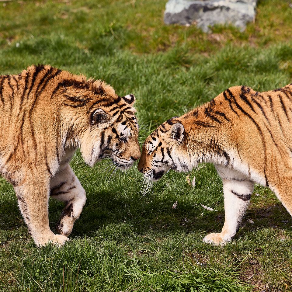 AquaZoo Tijgerwelpjes 5