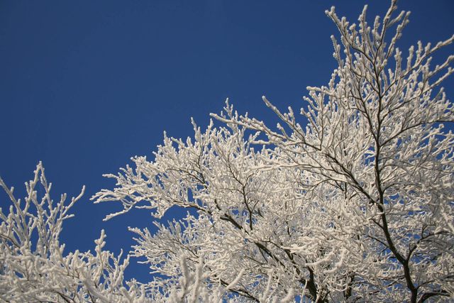 boom met sneeuw