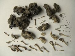 Braakballen uitpluizen