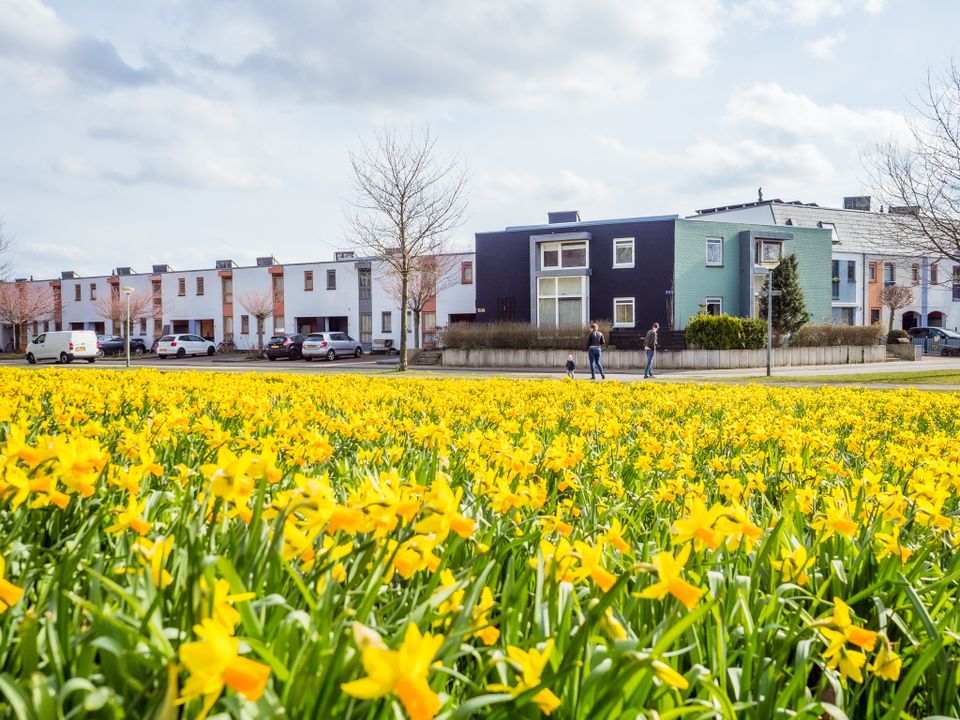 Narcissen voor een rij huizen