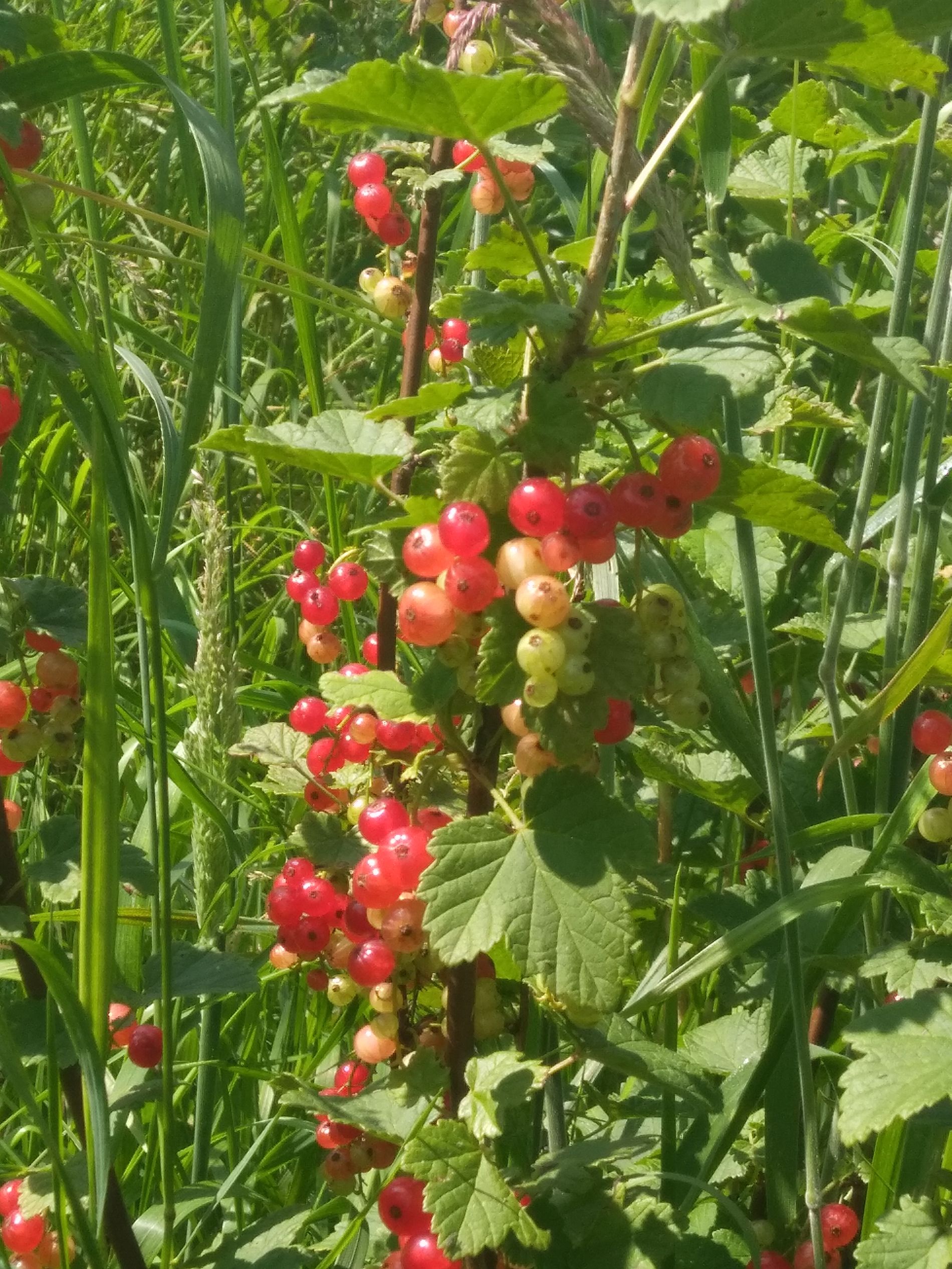 Smullen van rode bessen