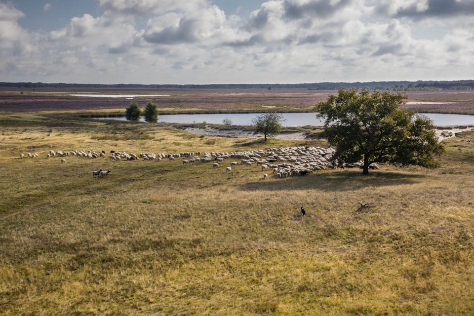Luftaufnahme eines Schäferhundes, der die Herde auf einem Heidefeld am Wasser zusammentreibt.