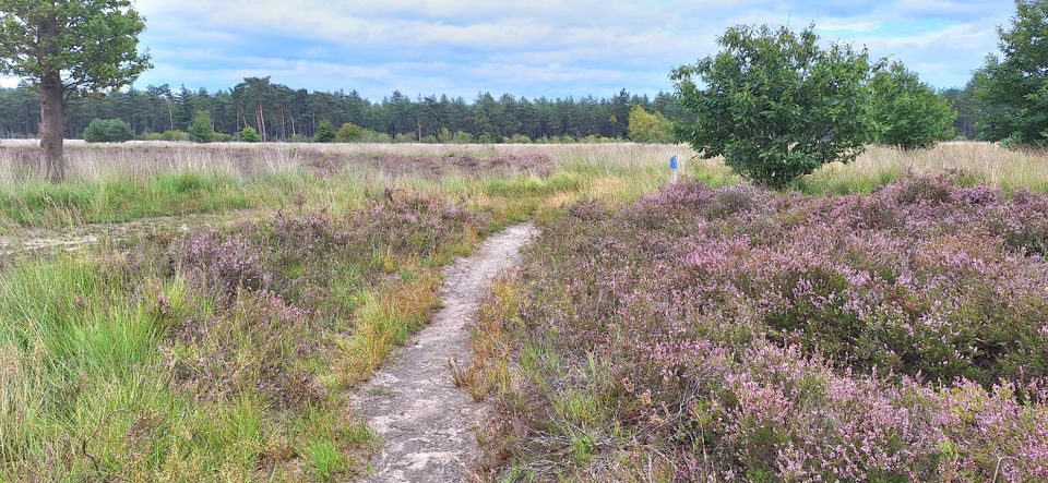Heide in bloei bij de Grote Cirkel Reusel