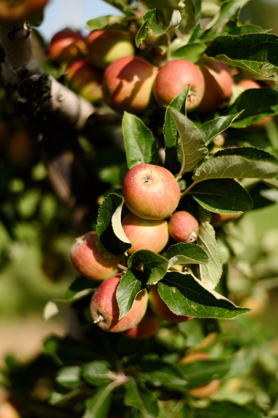Rode appels hangen in de groene bomen.