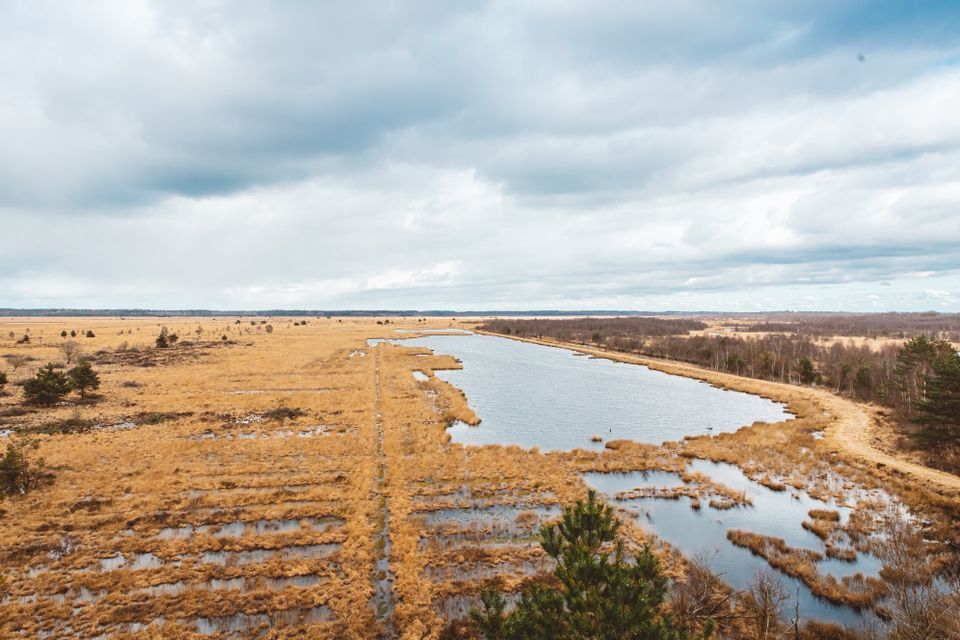 Uitzicht op veengebied met gele grassen en water.