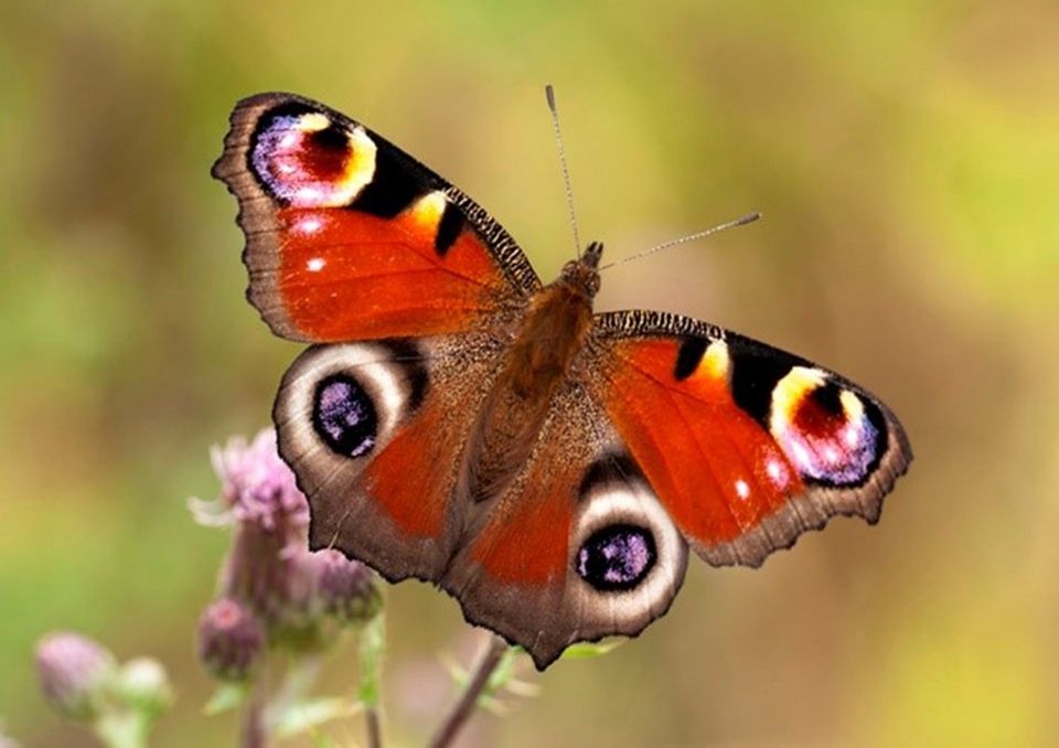 Vlinderpret - Dagpauwoog