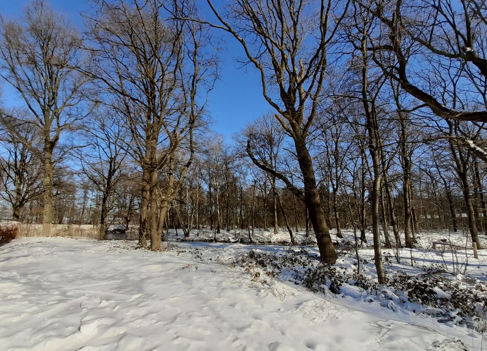 Hiking trails Deurnese Peel from parking lot De Halte in Winter