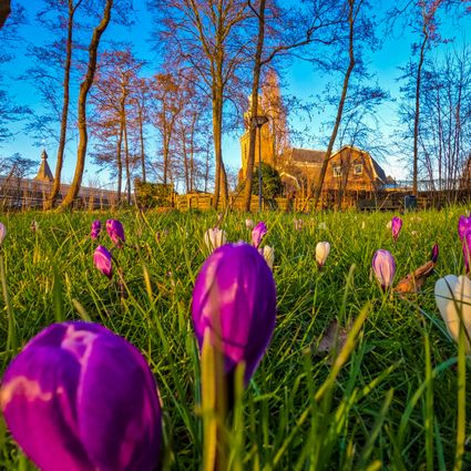 Lenteplaatje van bloemen in Zoetermeer.