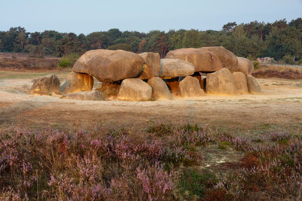 Een hunebed omringd door paarse heide.