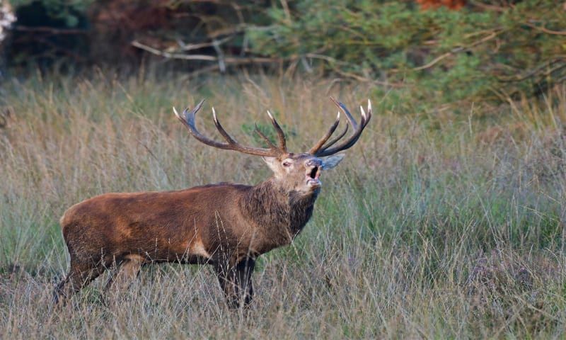 Burlend edelhert in het bos