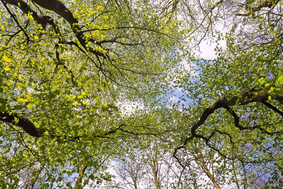 Baumkronen mit blauem Himmel von unten gesehen.
