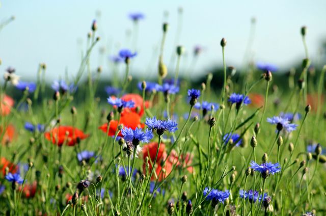 Veld met bloeiende korenbloemen.