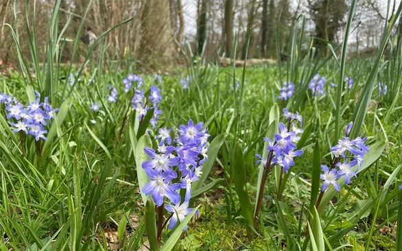 Excursie stinzenplanten Amelisweerd