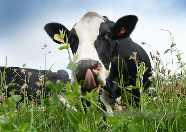 "Initiatief van Brabants Bodem in Van Gogh Nationaal Park, gericht op het ondersteunen van agrarische ondernemers bij het verduurzamen van hun bedrijfsvoering en het bevorderen van biodiversiteit, bodemkwaliteit en natuurbeheer in Noord-Brabant."