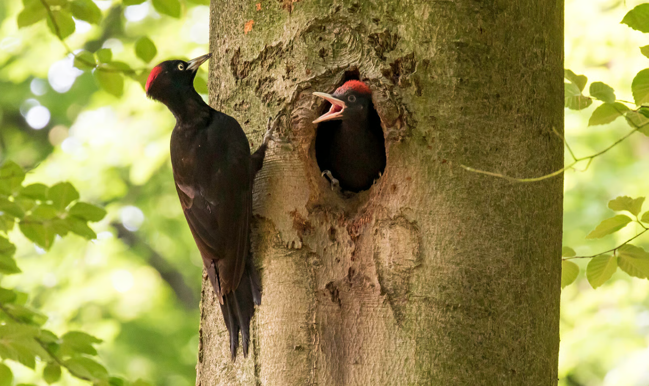 Een zwarte specht met een rode kuif hangt tegen een boom en voert zijn jong.