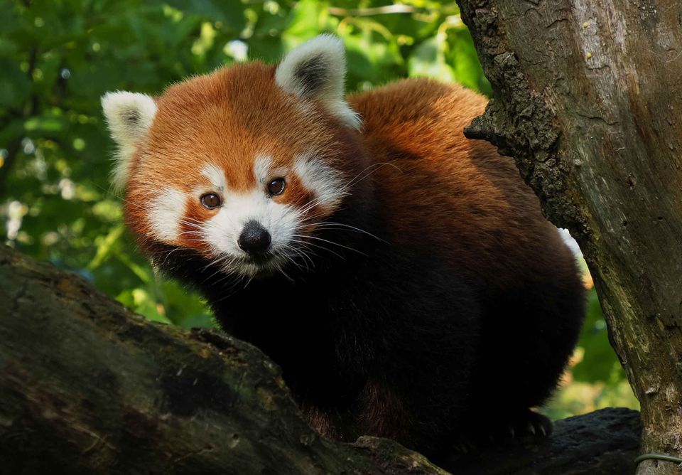 Rode panda in de bomen