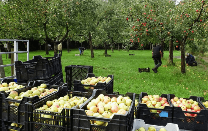 Boomgaard De Fruithof in Frederiksoord waar appels worden geoogst.