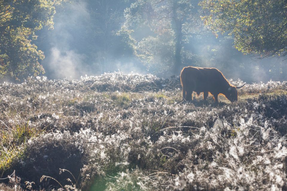 Een Schotse hooglander graast ongestoord in de Drentse natuur. Het is nog erg vroeg. De dauw hangt nog in de lage begroeiing en er hangt nog wat nevel.