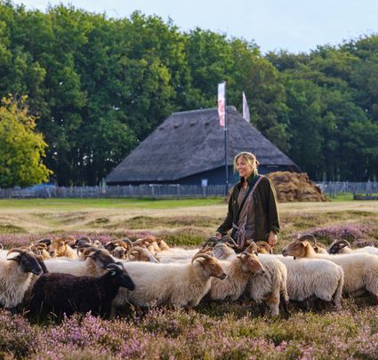 Schapen met herder voor de schaapskooi