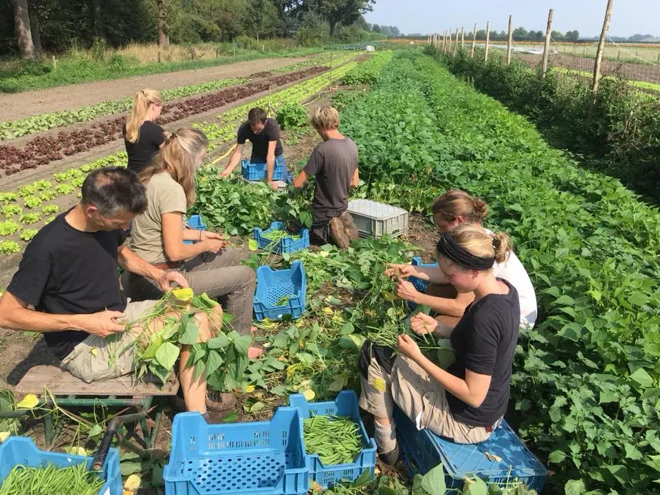 Medewerkers oogsten sla en andere groenten in de tuin van Tuin De Es.