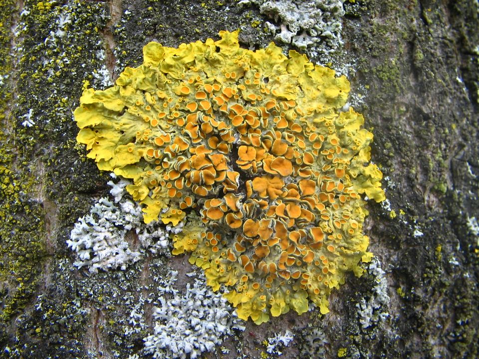 korstmos