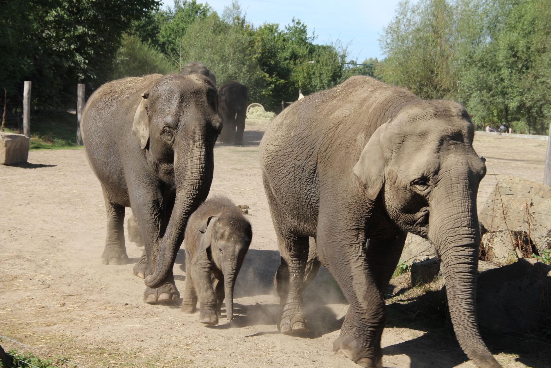Dierenrijk olifanten in Eindhoven Zoo in Mierlo