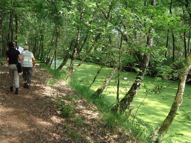 Swamp Walk Helenaveen