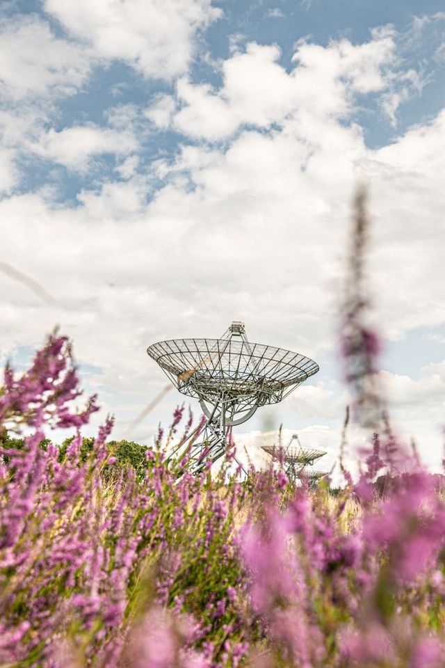 Blühende Heide und ein Radioteleskop im Hintergrund