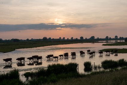 Runderen door het water in schemering