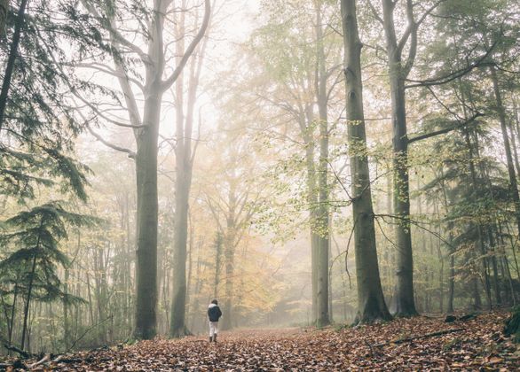 Natuurgebieden en bossen in Nederland