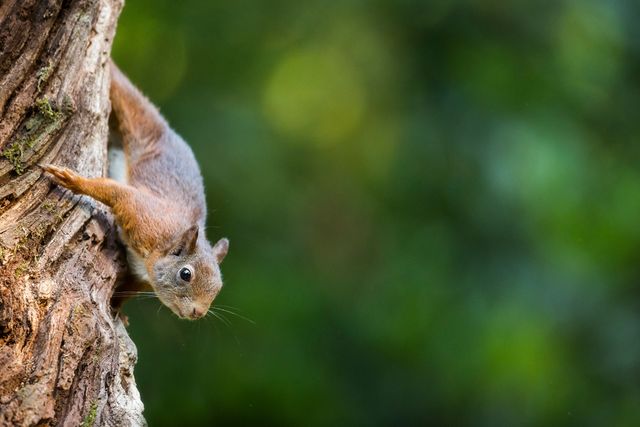 Eekhoorn in de boom aan het klimmen