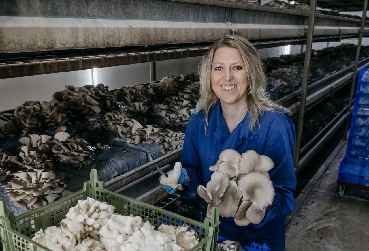 Oesterzwammen uit het Land van de Peel