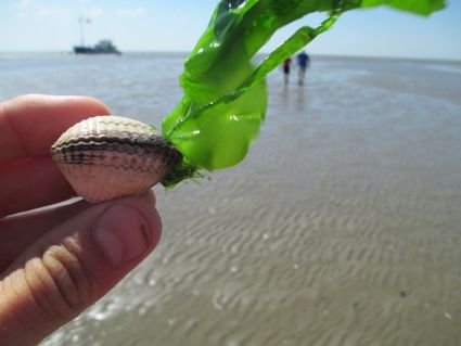 een schelpje met een waterplant; mooie schatten tijdens het wadlopen in Land in Friesland