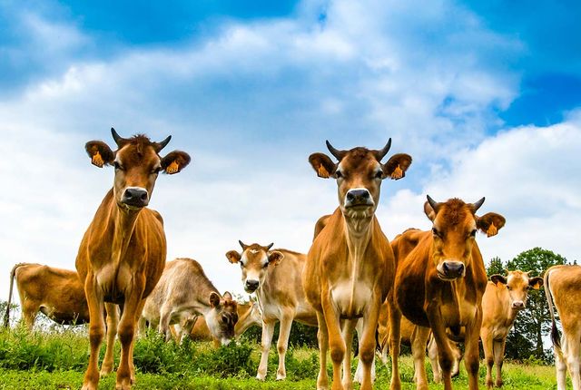 Jersey koeien in de wei bij Jersey IJssalon in Noord-Holland.